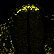 Immunofluorescence image of a cryosectioned chicken embryo trunk region labeled with DSHB antibody DA1D1 against Sox-9. Image Credit: Sara Merino-Aceituno and Eric Theveneau. 